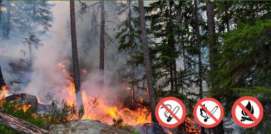 Пожарная опасность в лесах.
