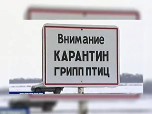 ВНИМАНИЕ! На территории Роженцовского территориального отдела (пруд д. Большое Доброво) выявлена гибель среди дикой водоплавающей птицы (чаек). Лабораторными исследованиями установлен высокопатогенный грипп птиц Н5.