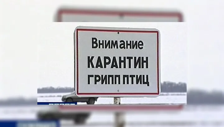 ВНИМАНИЕ! На территории Роженцовского территориального отдела (пруд д. Большое Доброво) выявлена гибель среди дикой водоплавающей птицы (чаек). Лабораторными исследованиями установлен высокопатогенный грипп птиц Н5.