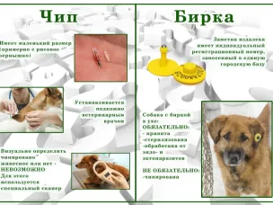 Чипирование и биркование собак.