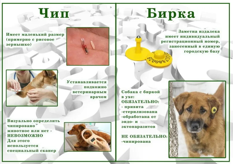 Чипирование и биркование собак.