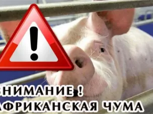 С 31 мая 2023 года до особого распоряжения на территории Шарангского муниципального округа вводится карантин по африканской чуме свиней.