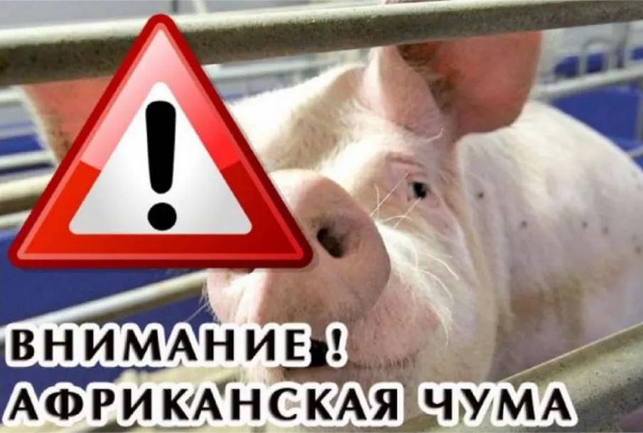 С 31 мая 2023 года до особого распоряжения на территории Шарангского муниципального округа вводится карантин по африканской чуме свиней.