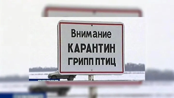 Карантин гриппа птиц!