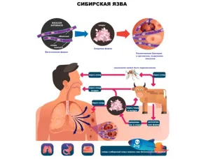 Сибирская язва – одно из наиболее опасных инфекционных заболеваний животных и человека с очень высокой смертностью.